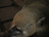DSCN0668