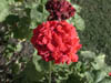 DSCN0883